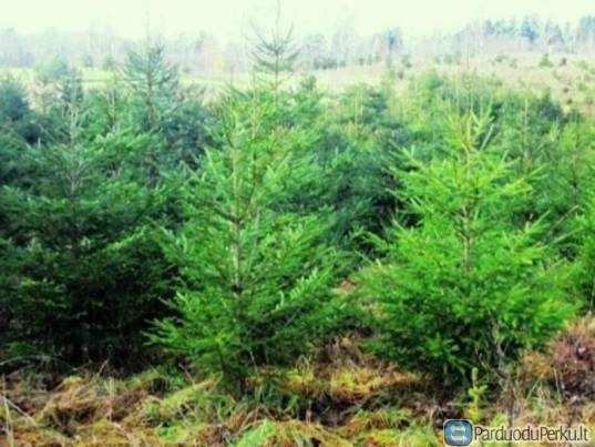 Kalėdinės eglutės