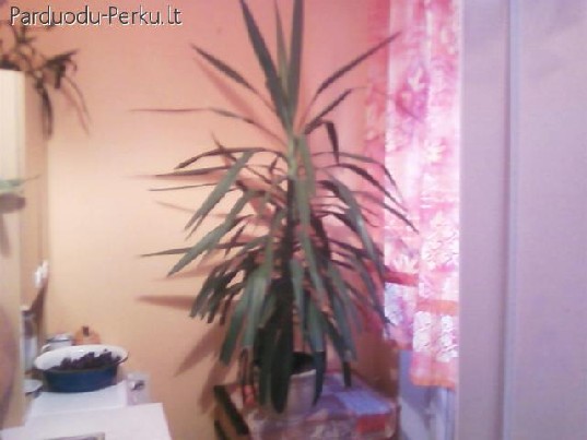 Kambarinė gėlė Juka