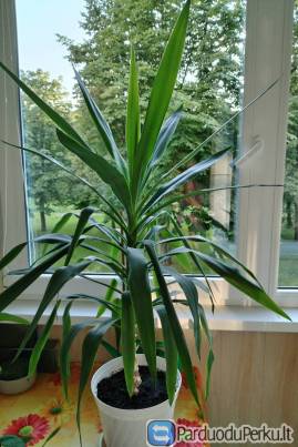 Kambarinė gėlė juka