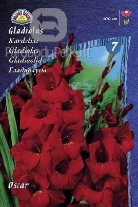 Kardeliai, svogūninės gėlės