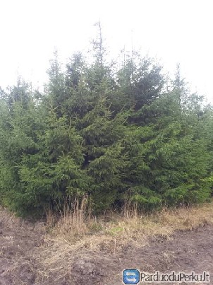 Kėniai.egles 3-6m.egles(conica)vazone. Sakos Egliu eglutes 1