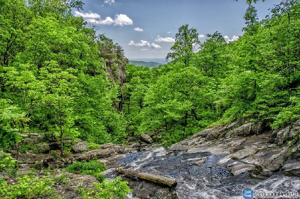 » kertame menkaverčius krūmynus
