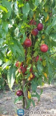 Kolininis nektarinas