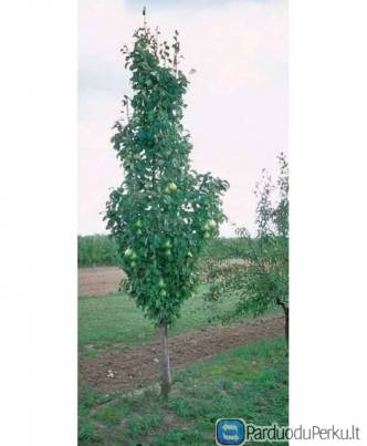 Koloninės kriaušės