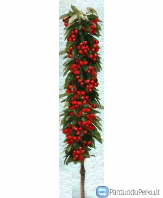 Koloninės trešnės