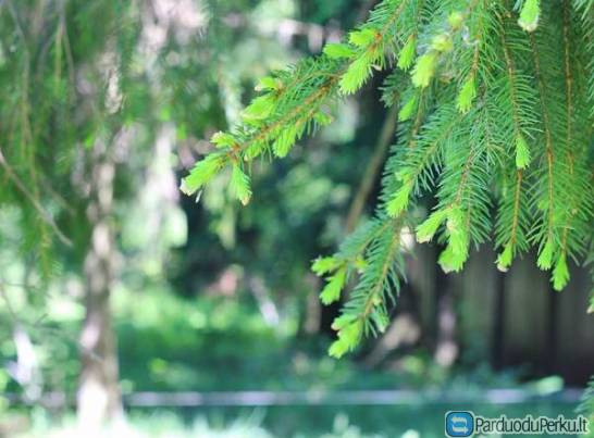 Krūmų medžių pjovimas, miško estetinis valymas