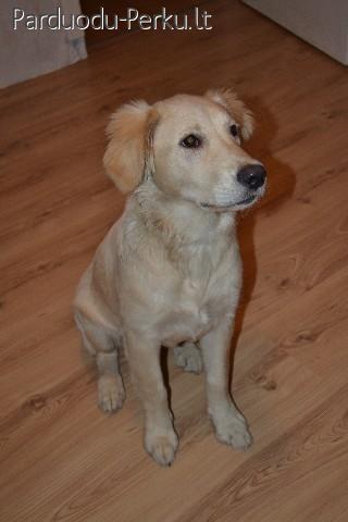Labradoro retriverio kalytė - Pūga