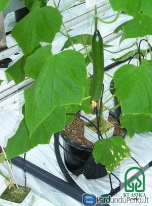 Laistymo sistemos šiltnamiui DROP