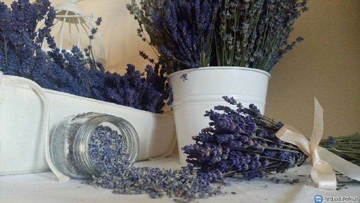 Levandos / džiovintos