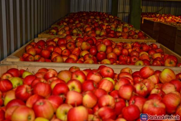 Lietuviški Desertiniai Obuoliai