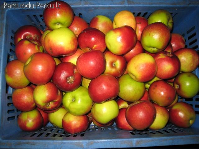 Lietuviski obuoliai, vaisiai