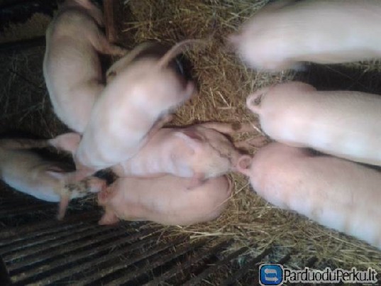 LIETUVOS BALTIEJI PARSIUKAI