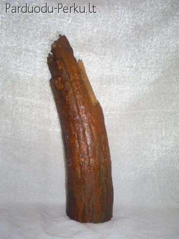 Mamuto  ilties fragmentas