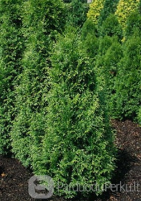 Margalapės "zabrina" tujos