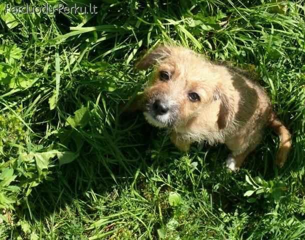 Mažylės Zara ir Azra ieško namų