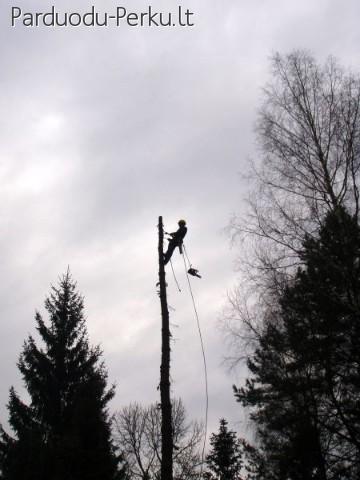 Medžių priežiūros specialistai - arboristai