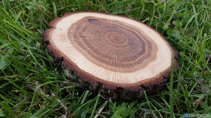 Ąžuolo ir uosio medienos padėkliukai