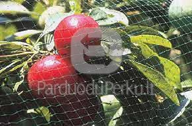 Medžių apsauga nuo paukščių