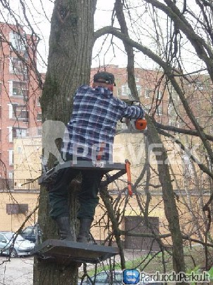 Medžių pjovimas ir šakų išvežimas