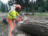 MEDŽIŲ PJOVIMAS,KELMŲ FREZAVIMAS, ŠAKŲ IŠVEŽIMAS KAUNAS 50 PROC NUOLAIDA, KAUNAS