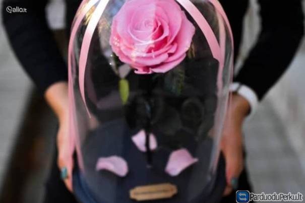 Miegančios rožės Vilniuje