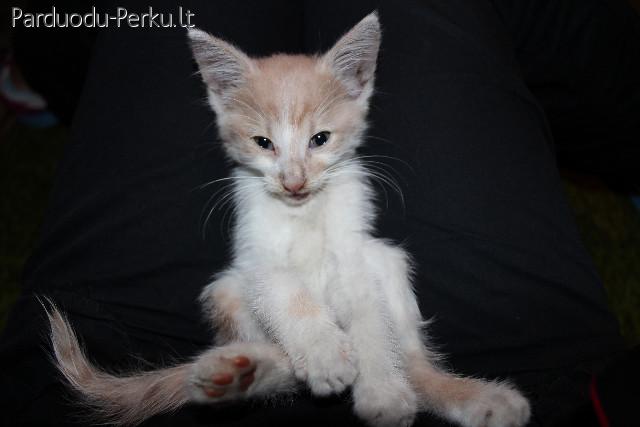 Mielas katinukas ieško namų