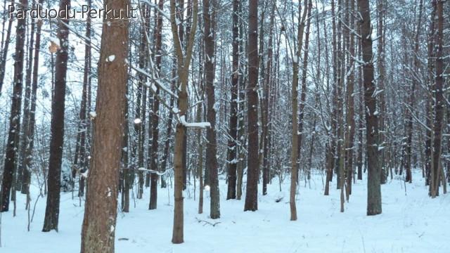 Miškas 2ha Jurbarbarko raj Viešviles km.