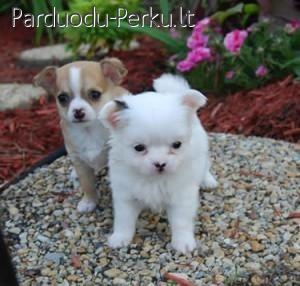 mikro mažyčiai maži Čihuahua šuniukai pardavimas
