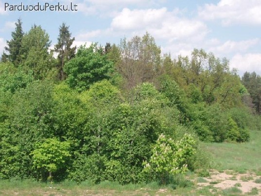 Miškas prie ežero Sudervėje, Vilniaus raj.