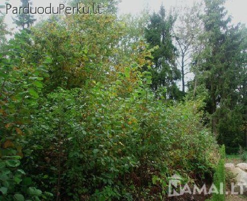 Miškas prie Sudervės, Vilniaus raj.