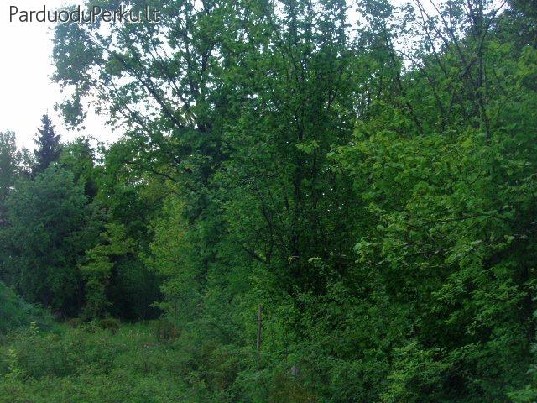 Miško ir kt. paskirties sklypas Šiauliškių km., Vilniaus raj