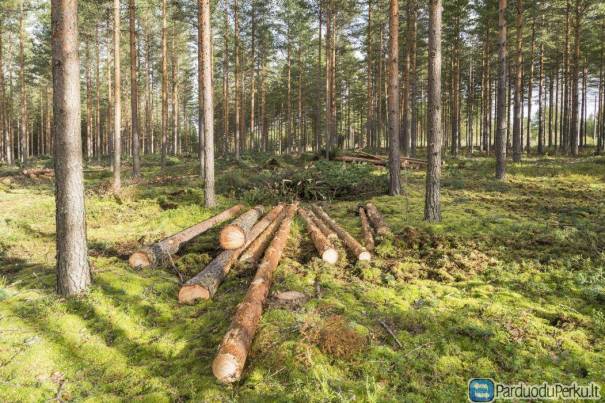 Misko pirkimas, ivertinimas, pardavimas