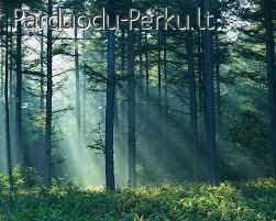 misku. kirtimas prieziura pirkimas, sodinimas,kita, visa Lie