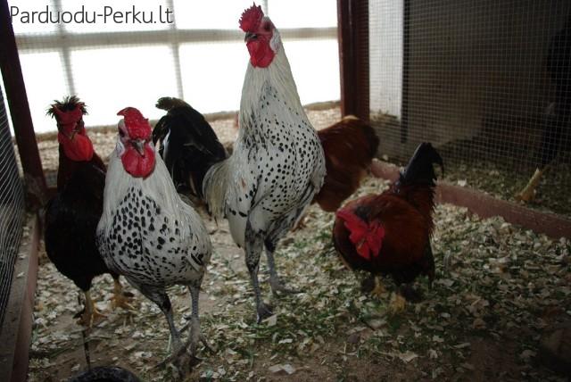 Naminiai, dekoratyviniai paukščiai