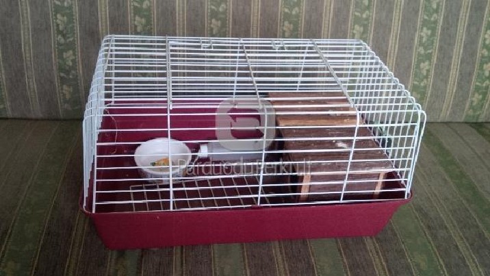 narvas jūsų kiaulytei. 50 lt.