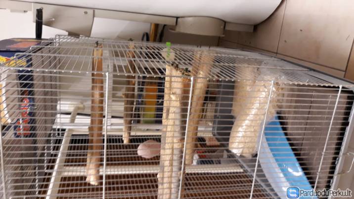 Narvas Sinsilui/ziurkenui/papugelems