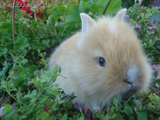 NYKŠTUKINIAI DEKORATYVINIAI TRIUŠIUKAI