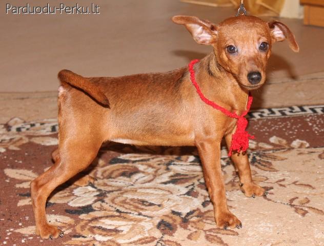 nykštukiniai pinčeriai -cvergpinčeriai su kilmės dokumentais