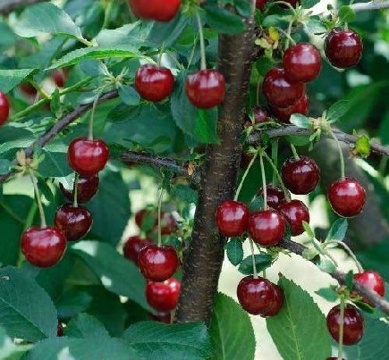 Obelų, vyšnių, trešnių, abrikosų sodinukai