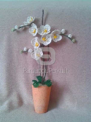 Orchideja is biserio