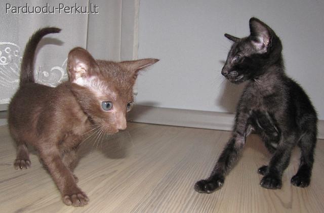 ORIENTALŲ VEISLĖS KAČIUKAI