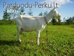 OZKA PIENINGA(4-6,LTR.)3vados