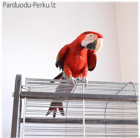 Papūga - Ara chloroptera.