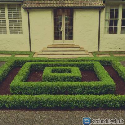 PAPRASTAS LIGUSTRAS -GYVATVORE