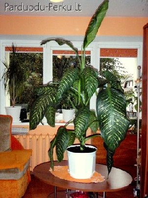 Parduodama Difenbachija (gėlė)