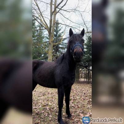 Parduodama grynaveislė žemaitukė