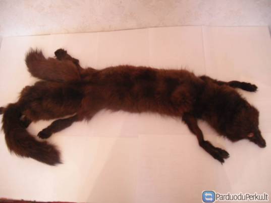 Parduodama kailinė apykaklė.