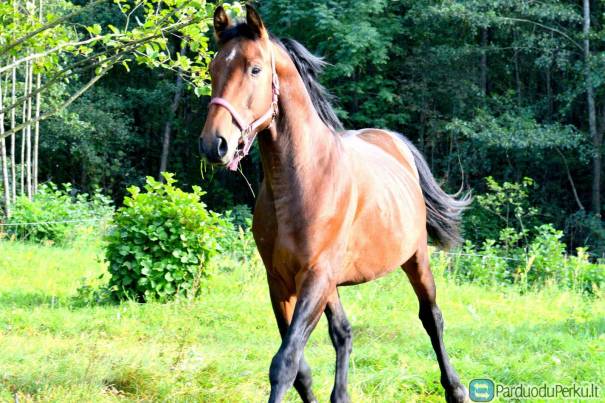 Parduodama labai graži  kumelė