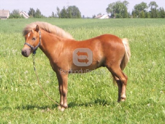 Parduodamas poni žirgas