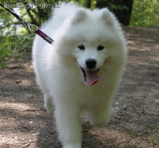 Parduodamas Samojedas su FCI dokumentais